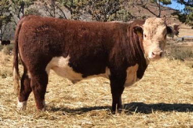 KRM Herefords 2017 Auction