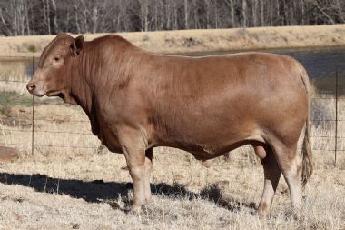 Lot 34