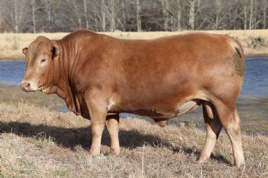 Lot 35