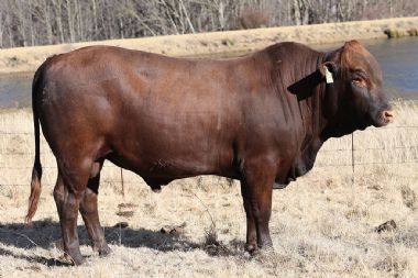 Lot 37