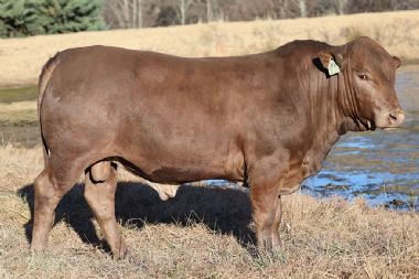 Lot 39
