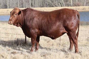 Lot 40