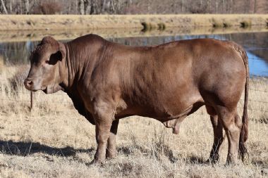 Lot 41