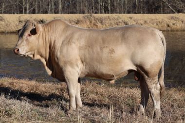 Lot 45