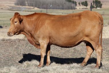 Lot 46