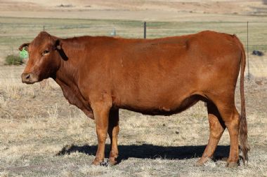 Lot 48