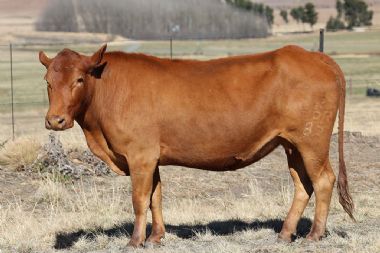 Lot 49