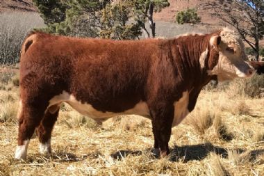 KRM Herefords Auction 2017