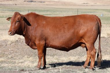 Lot 52
