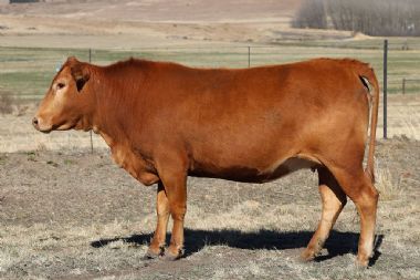 Lot 54