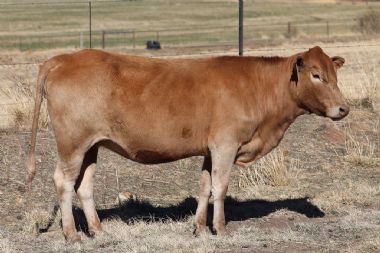 Lot 55