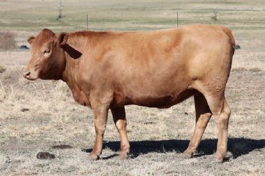 Lot 58