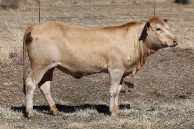 Lot 59