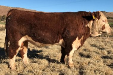 KRM Herefords 2017 Auctions