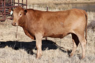 Lot 60