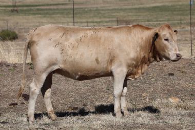 Lot 62