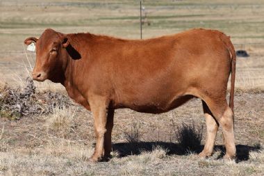 Lot 65