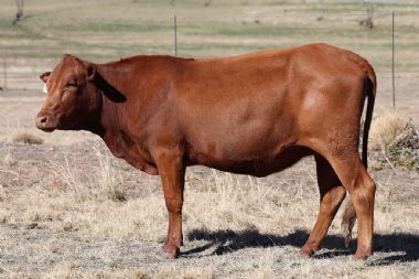 Lot 66